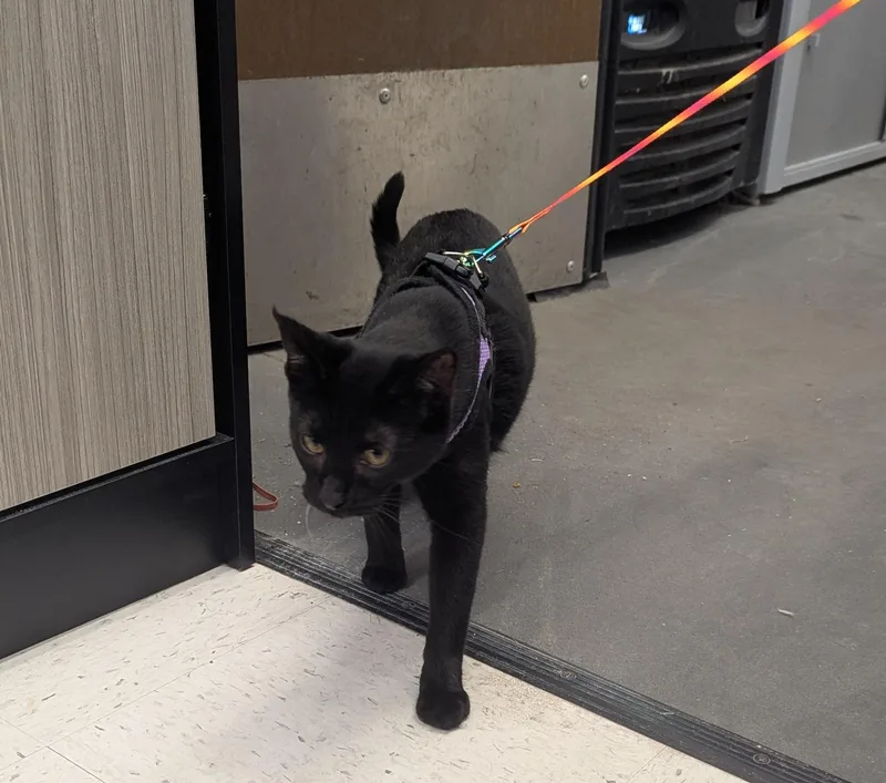 Spongebob thumbnail 3