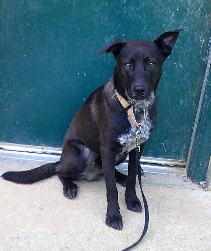 A young medium-sized male Brown / Chocolate Mixed Breed dog named Bruno for adoption in Pegram, TN