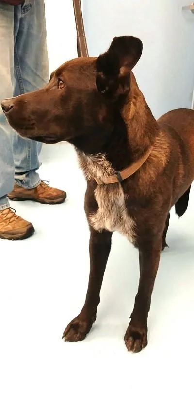 Bruno thumbnail 2
