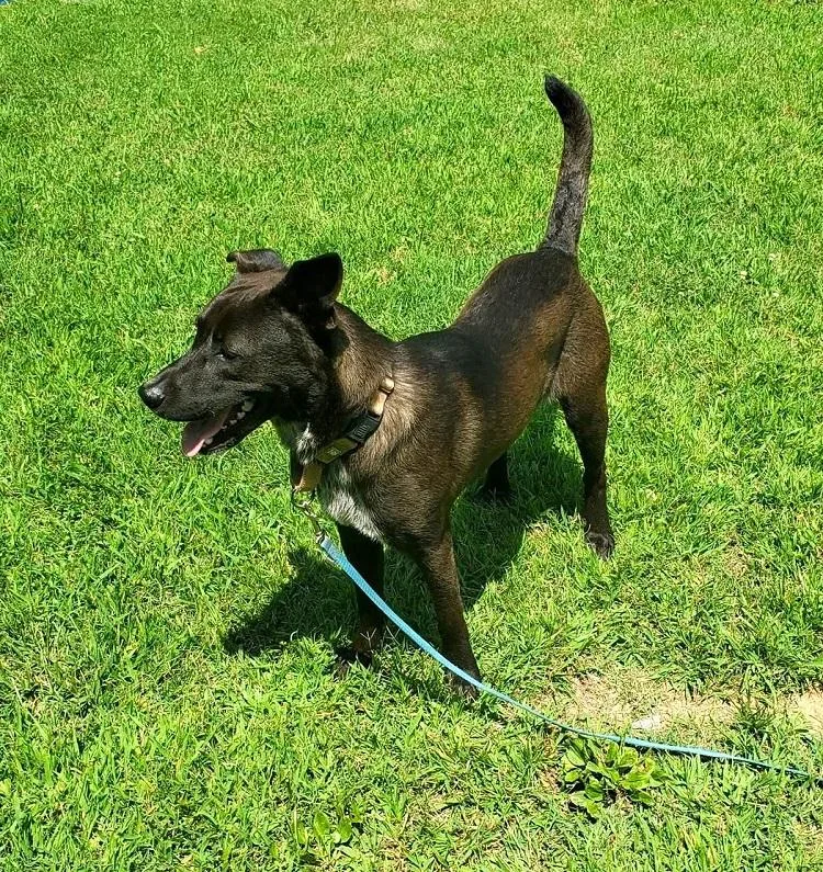 Bruno thumbnail 3
