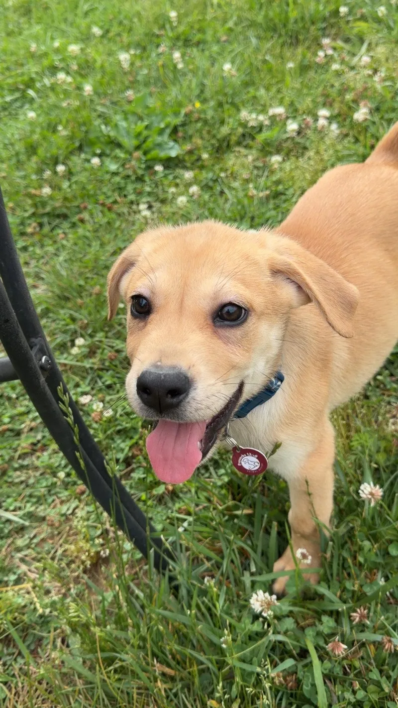 A baby large-sized male Labrador Retriever dog named Clint for adoption in Nashville, TN