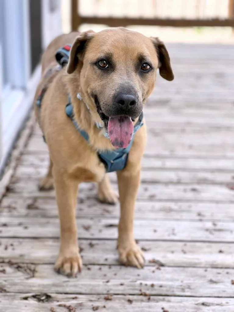 An adult medium-sized male Mixed Breed dog named Ducky for adoption in Savage, MN