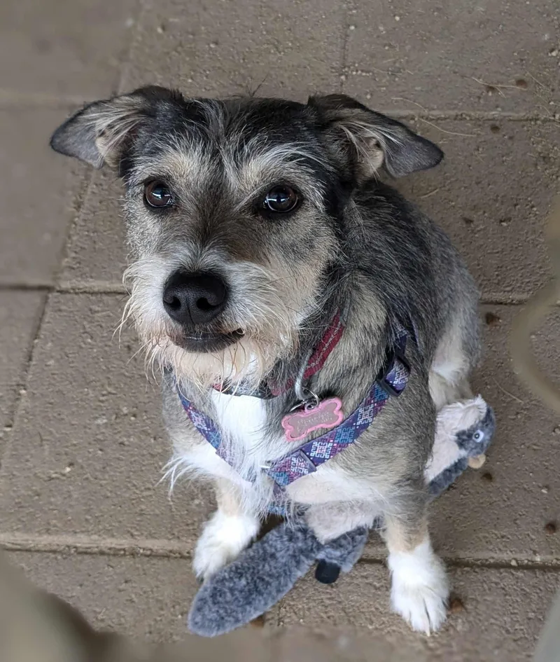 A young medium-sized female Terrier dog named Gracie for adoption in Las Vegas, NV