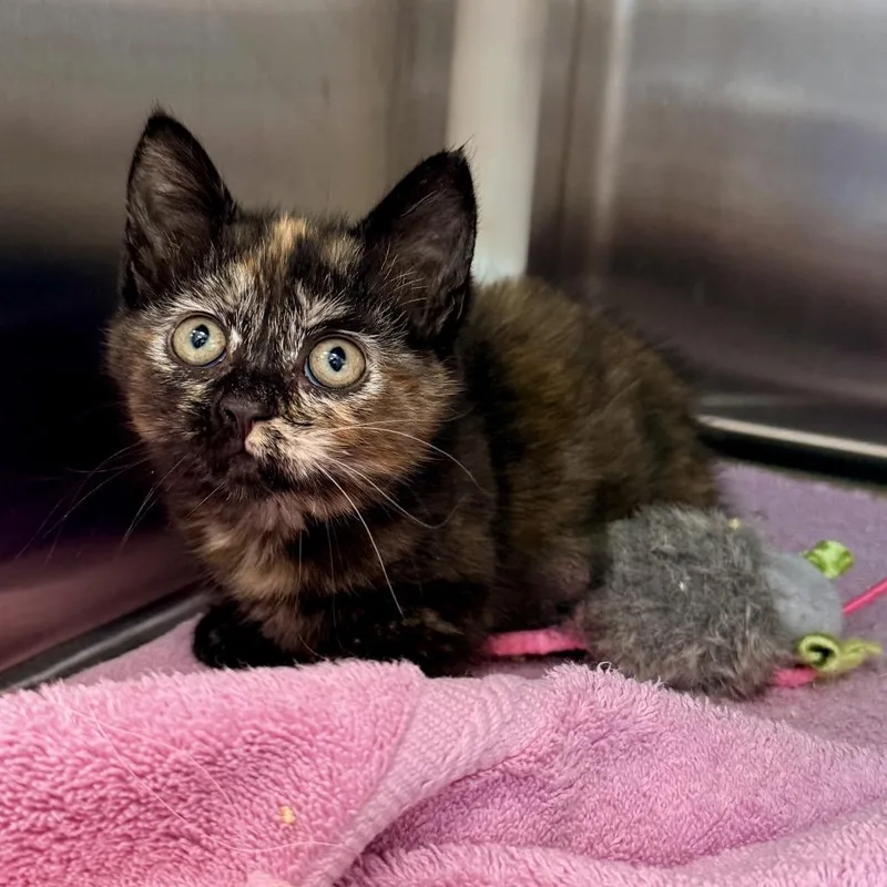 A baby small-sized female Brown / Chocolate Domestic Short Hair cat named Shakira for adoption in Palm Springs, CA