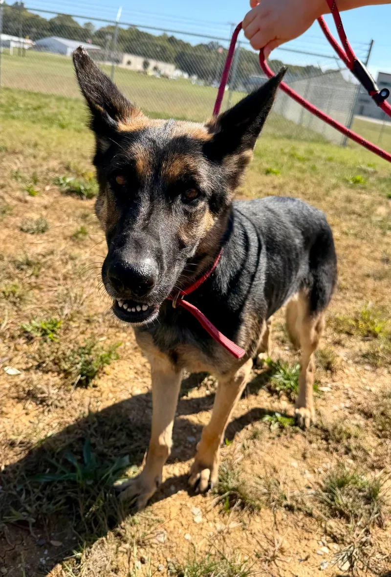 An adult medium-sized female German Shepherd Dog dog named Freda for adoption in Salisbury, NC