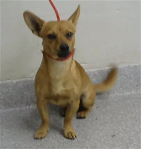 A young small-sized male Chihuahua dog named Teddy for adoption in Pasadena, TX