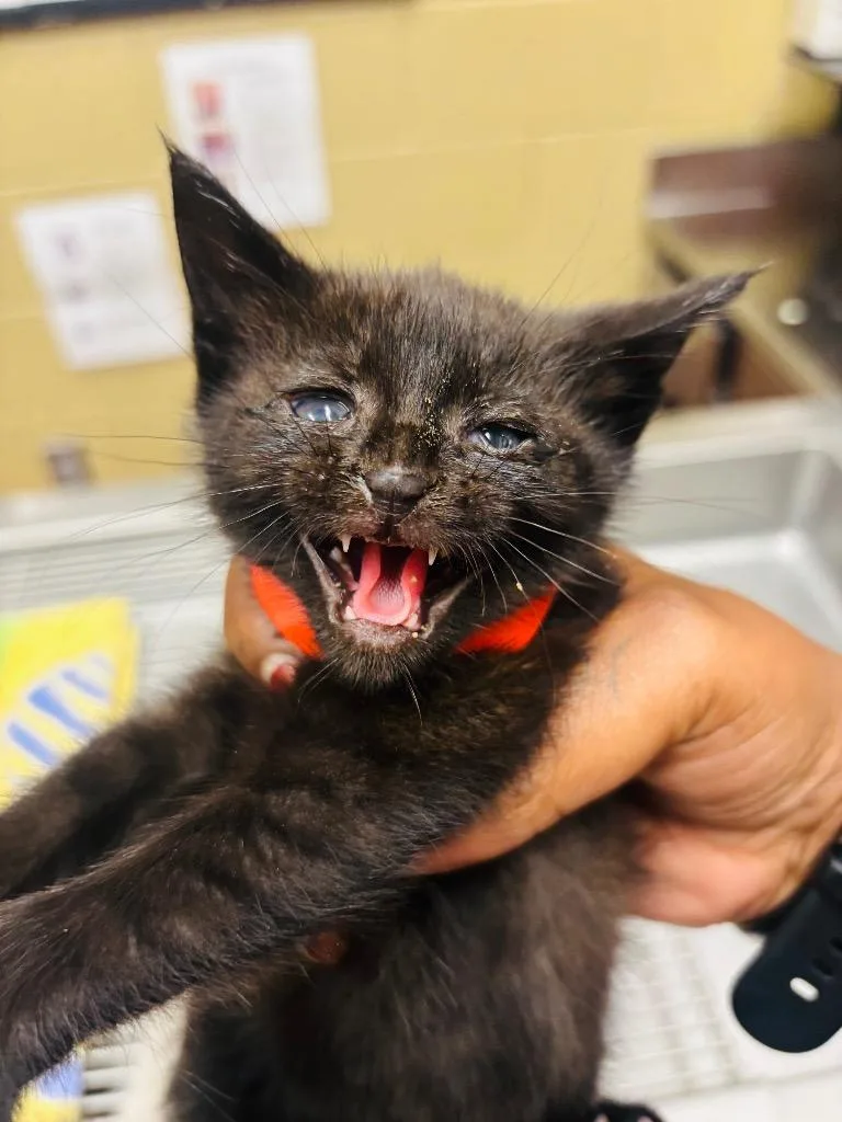 A baby small-sized female Domestic Short Hair cat named Allan for adoption in Douglasville, GA
