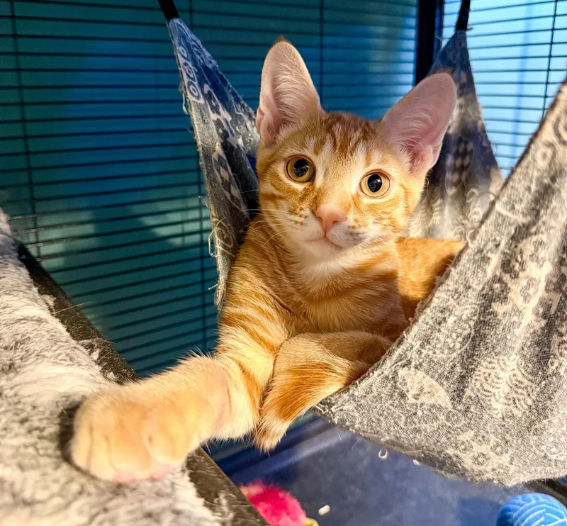 A baby medium-sized male Orange / Red Domestic Short Hair cat named Luxio for adoption in Lighthouse Point, FL