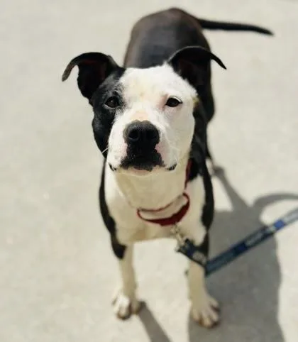 An adult medium-sized female Mixed Breed dog named Jenna Marbles for adoption in West Chester, PA