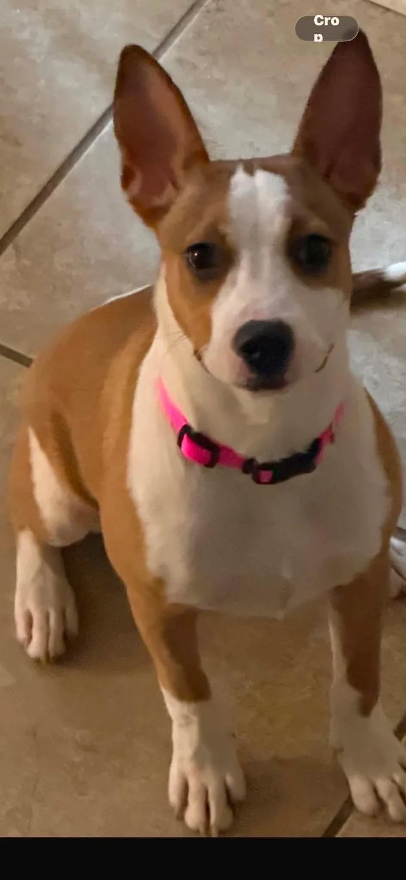 A young medium-sized female Bull Terrier dog named Lola for adoption in Paramus, NJ