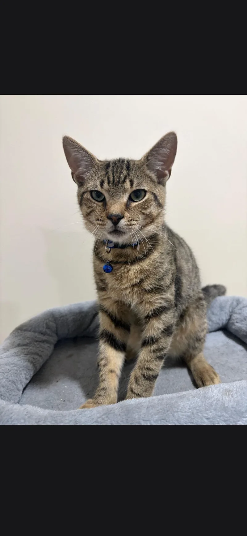 A baby small-sized male Domestic Short Hair cat named Rickey for adoption in Harrisburg, PA