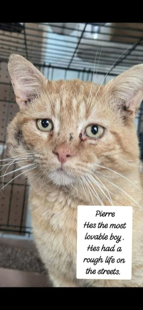 An adult small-sized male Domestic Short Hair cat named Pierre for adoption in Olney, IL