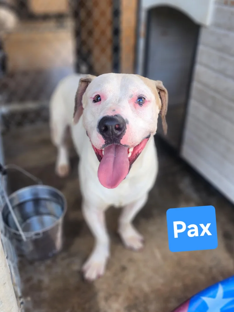 Pax