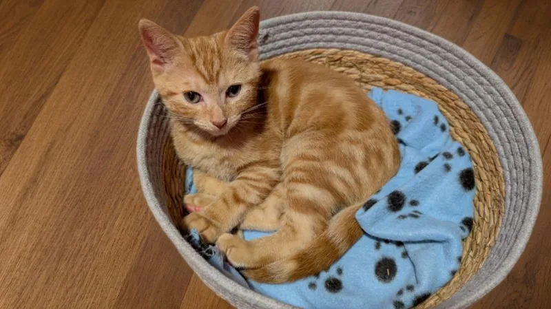 A baby small-sized male Domestic Short Hair cat named Gizmo for adoption in Bethel Park, PA