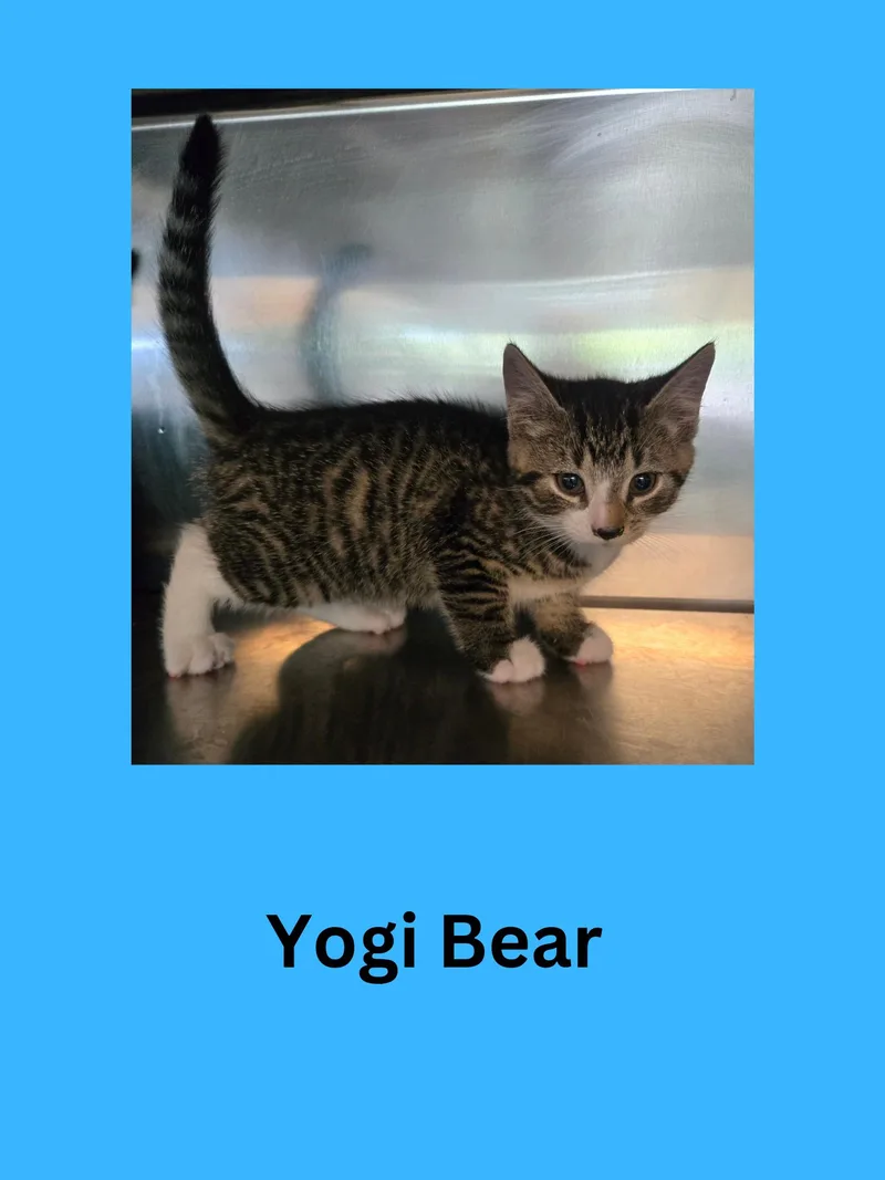 A baby small-sized male Tabby (Gray / Blue / Silver) Domestic Short Hair cat named Yogi Bear for adoption in Ravenna, OH