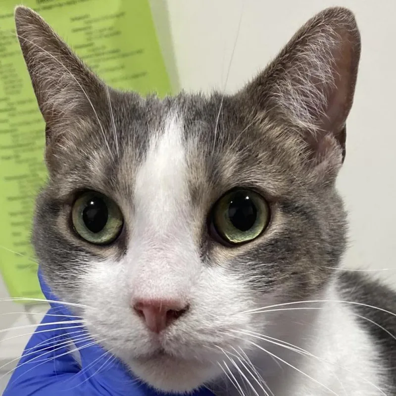 A senior large-sized female Gray / Blue / Silver Domestic Short Hair cat named Lily for adoption in Clearwater, FL