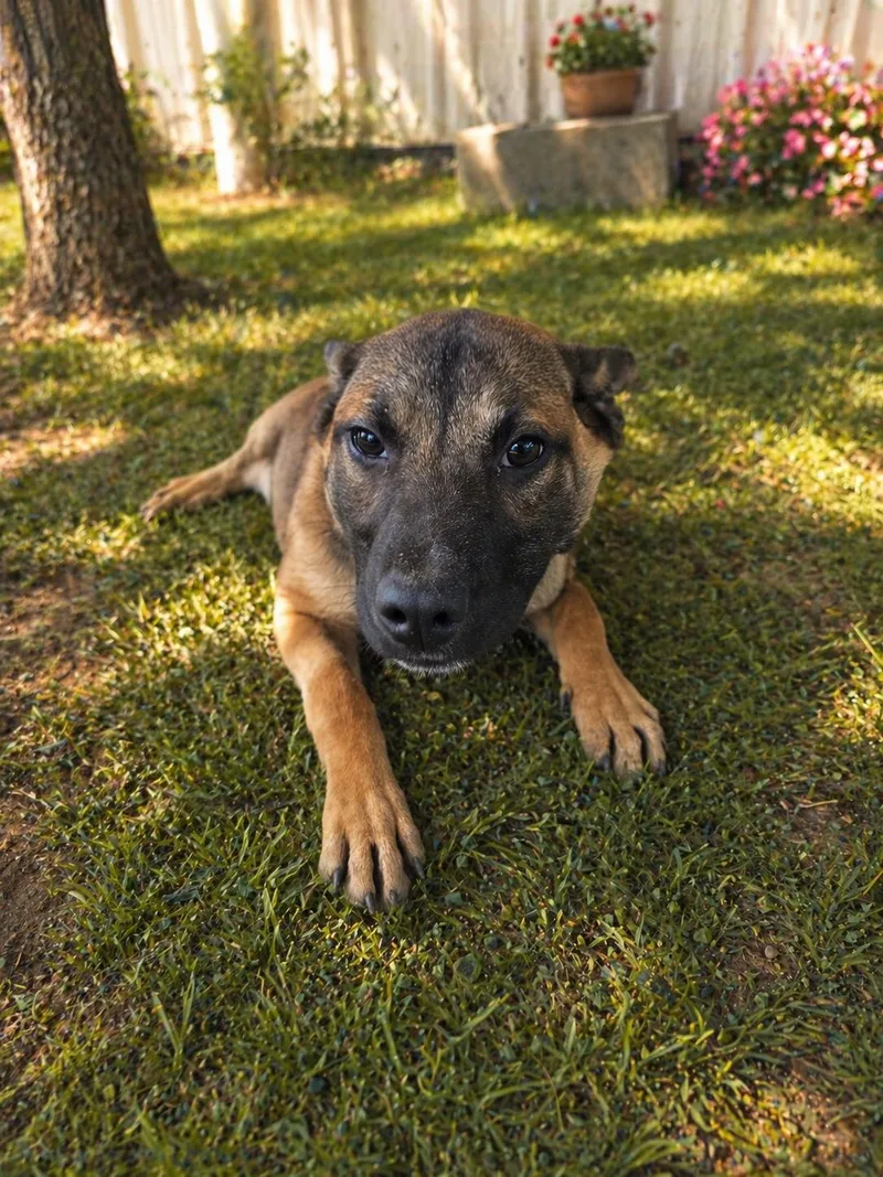 A young medium-sized female Mixed Breed dog named Amber for adoption in McCrory, AR