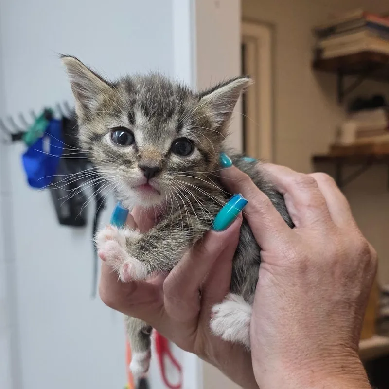 A baby small-sized male Brown / Chocolate Domestic Short Hair cat named Eddie for adoption in Buellton, CA