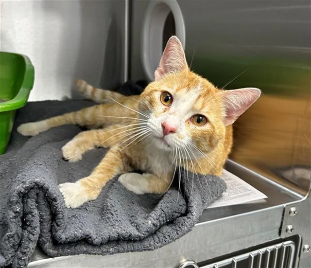 A young small-sized male Domestic Short Hair cat named Big Cheese for adoption in Geneva, IL
