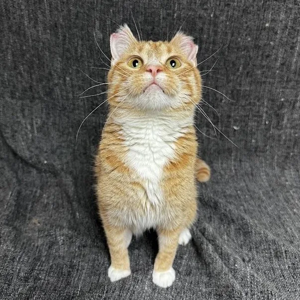 An adult medium-sized female Orange & White Domestic Short Hair cat named Katy for adoption in Waterloo, IA