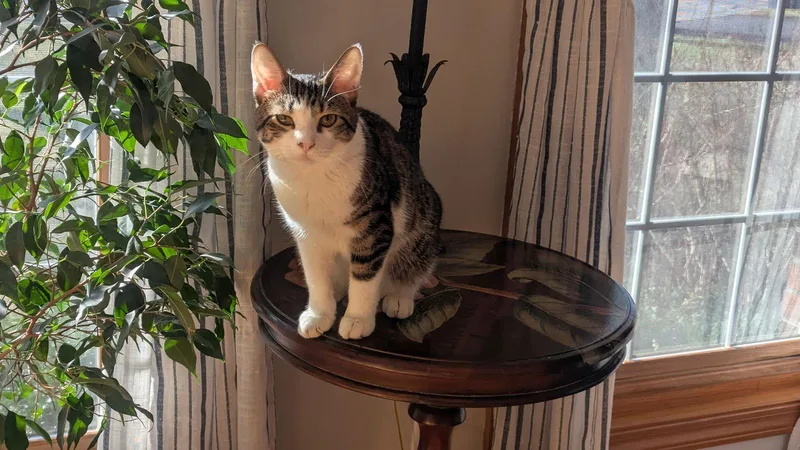 Big John thumbnail 2