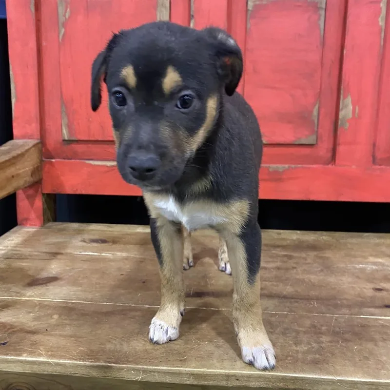 A baby small-sized male Black Mixed Breed dog named Fwt Miller for adoption in Midland, TX