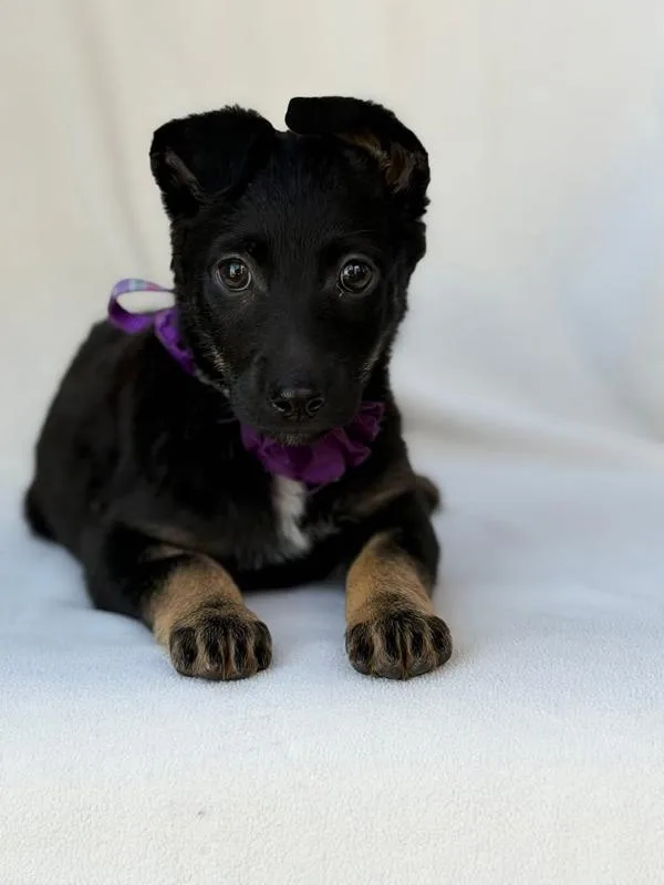 A baby medium-sized female Shepherd dog named Gilda for adoption in Vancouver, WA