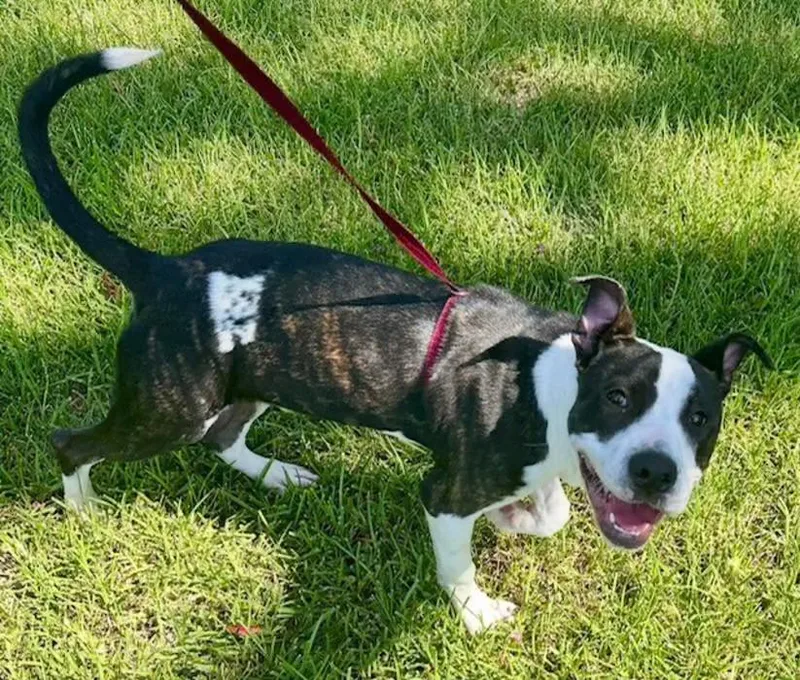 A baby medium-sized male Brindle Pit Bull Terrier dog named Dre C for adoption in Watertown, CT