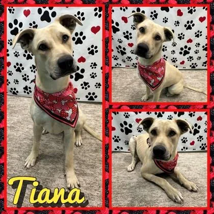 Tiana