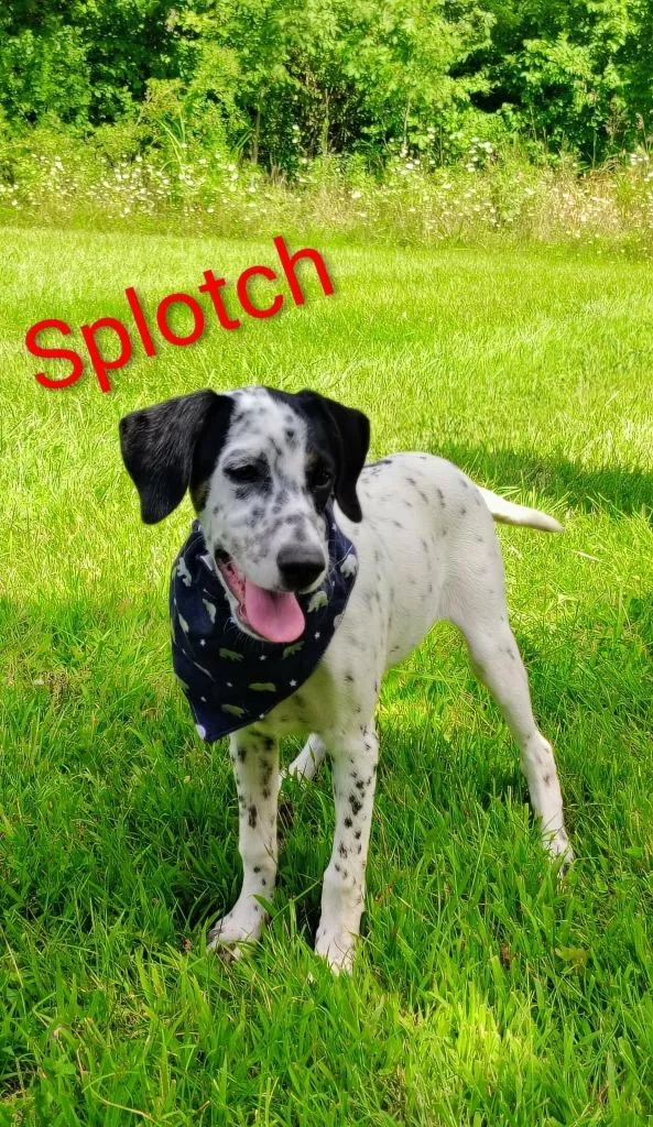 A baby medium-sized male Pointer dog named Splotch for adoption in Kendallville, IN