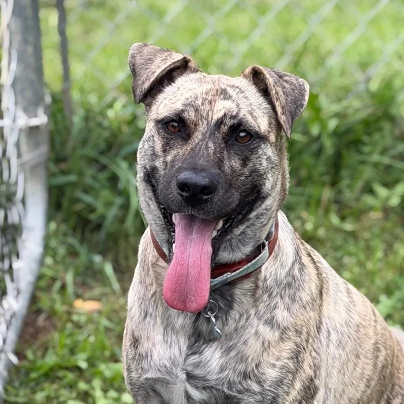 An adult medium-sized female Yellow / Tan / Blond / Fawn Mixed Breed dog named Riley for adoption in Owosso, MI
