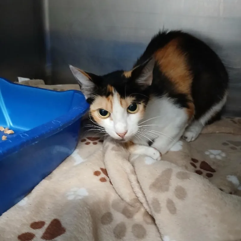 A young small-sized female Calico Domestic Short Hair cat named Jensen for adoption in New York, NY