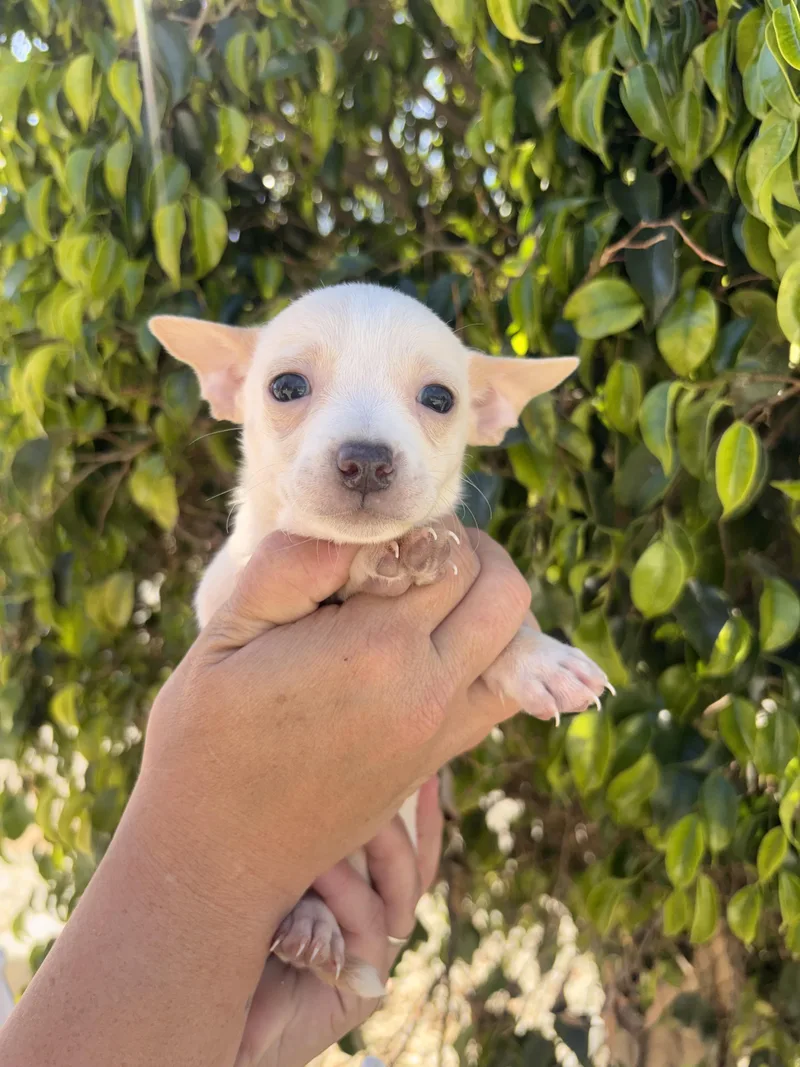 A baby small-sized female Chihuahua dog named Ivory for adoption in Corona, CA