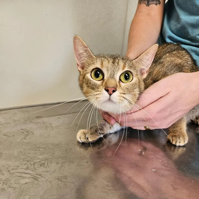 A young medium-sized female Domestic Short Hair cat named Masking Tape for adoption in Hattiesburg, MS