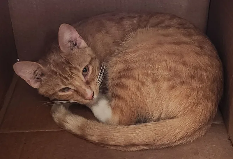 A baby medium-sized male Tabby (Buff / Tan / Fawn) Domestic Short Hair cat named Acapulco for adoption in Dallas, TX
