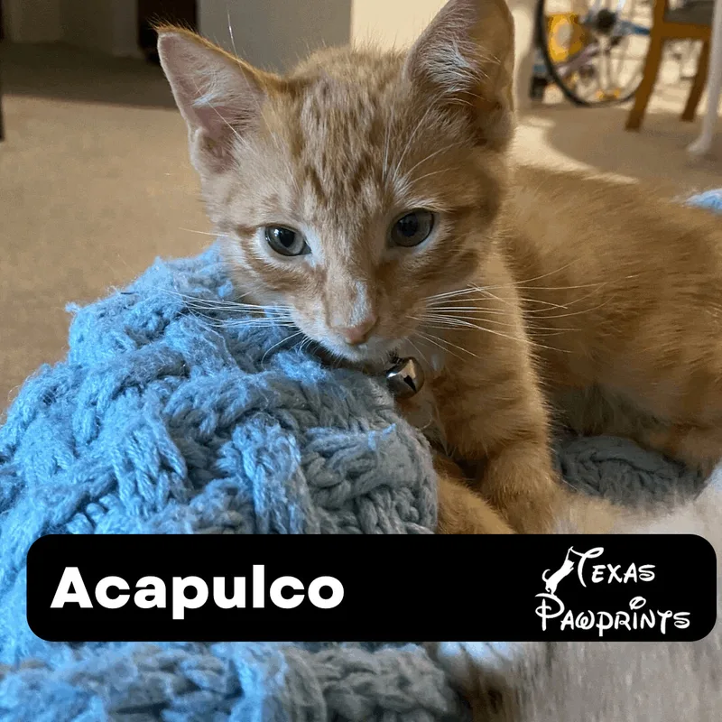 Acapulco thumbnail 4