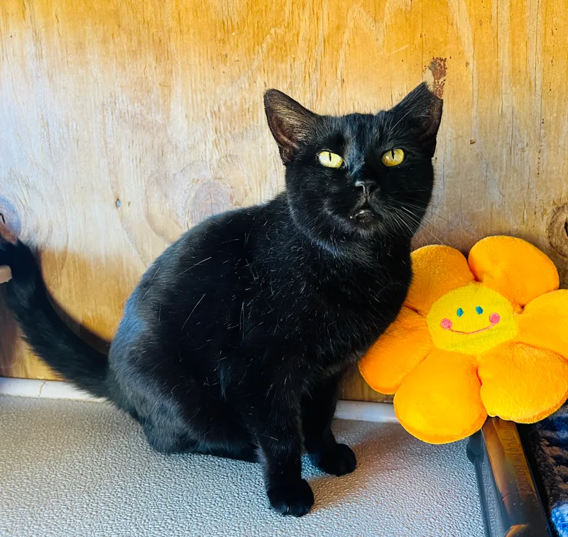 Wednesday thumbnail 2