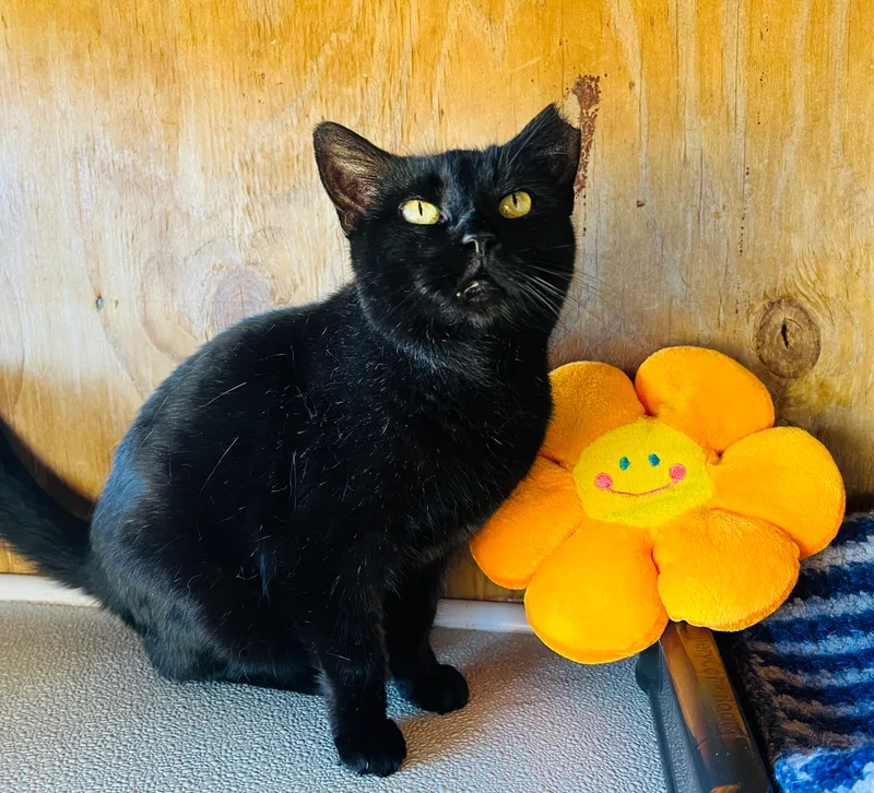 Wednesday thumbnail 3