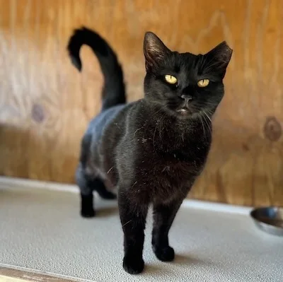 Wednesday thumbnail 4