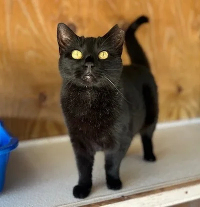 Wednesday thumbnail 5