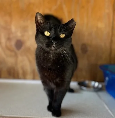 Wednesday thumbnail 6