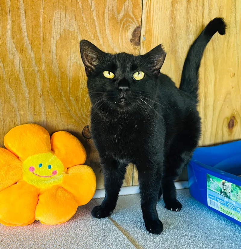 Wednesday thumbnail 7