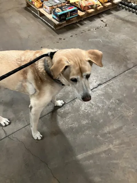Mac