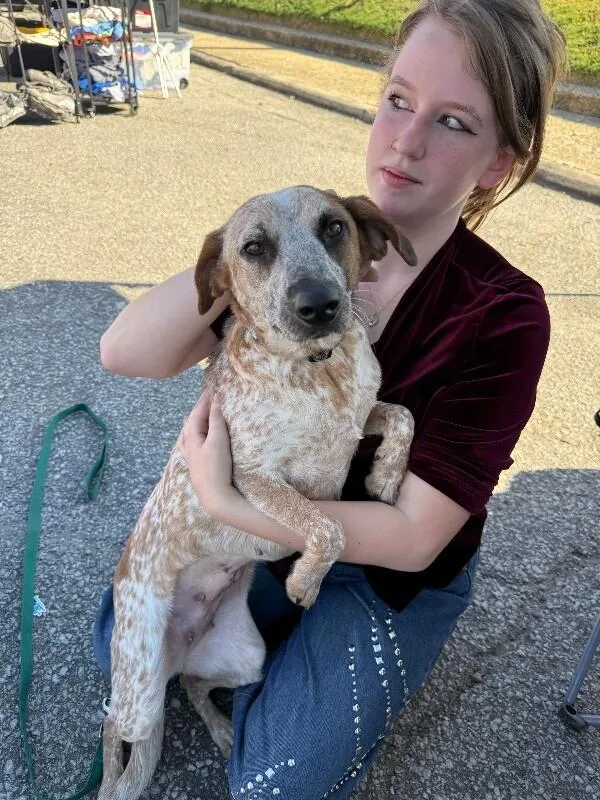 An adult medium-sized female Cattle Dog dog named Sadie for adoption in Alamo, TN