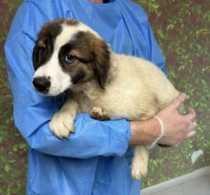 A young small-sized female Shepherd dog named Opportunity for adoption in San Antonio, TX