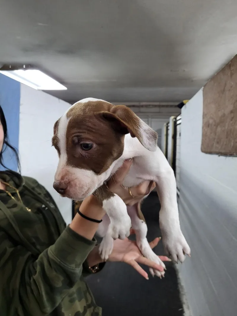 A baby large-sized female Bicolor Mixed Breed dog named Ethel for adoption in Naples, FL