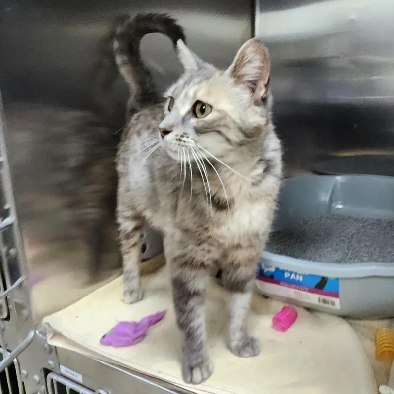 An adult medium-sized female Calico Domestic Short Hair cat named Momma Goof for adoption in Grand Rapids, MI