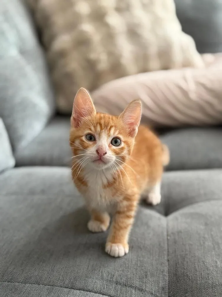 A baby medium-sized male Domestic Short Hair cat named Luke for adoption in Oceanside, CA