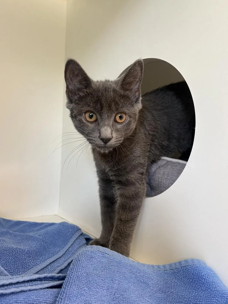 A baby medium-sized female Gray / Blue / Silver Domestic Short Hair cat named Ruby Roundhouse for adoption in Elmsford, NY