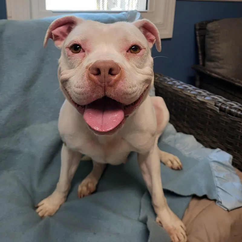 A young medium-sized female White / Cream American Bulldog dog named Betsy for adoption in Sunderland, MD